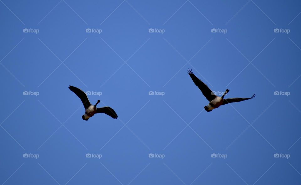 Geese returning after a long winter 