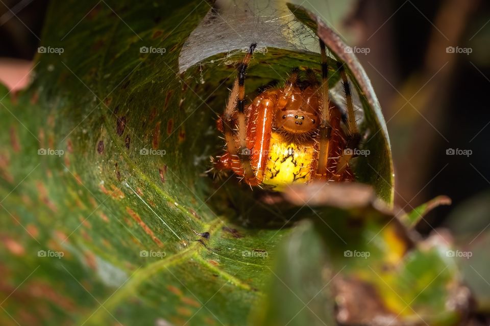 A Marbled Orbweaver (Araneus marmoreus) tucked away in its retreat. Raleigh, North Carolina. 