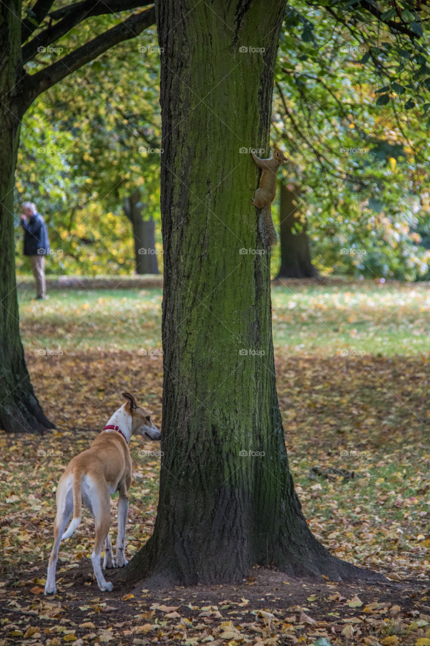 Where is the squirrel? 