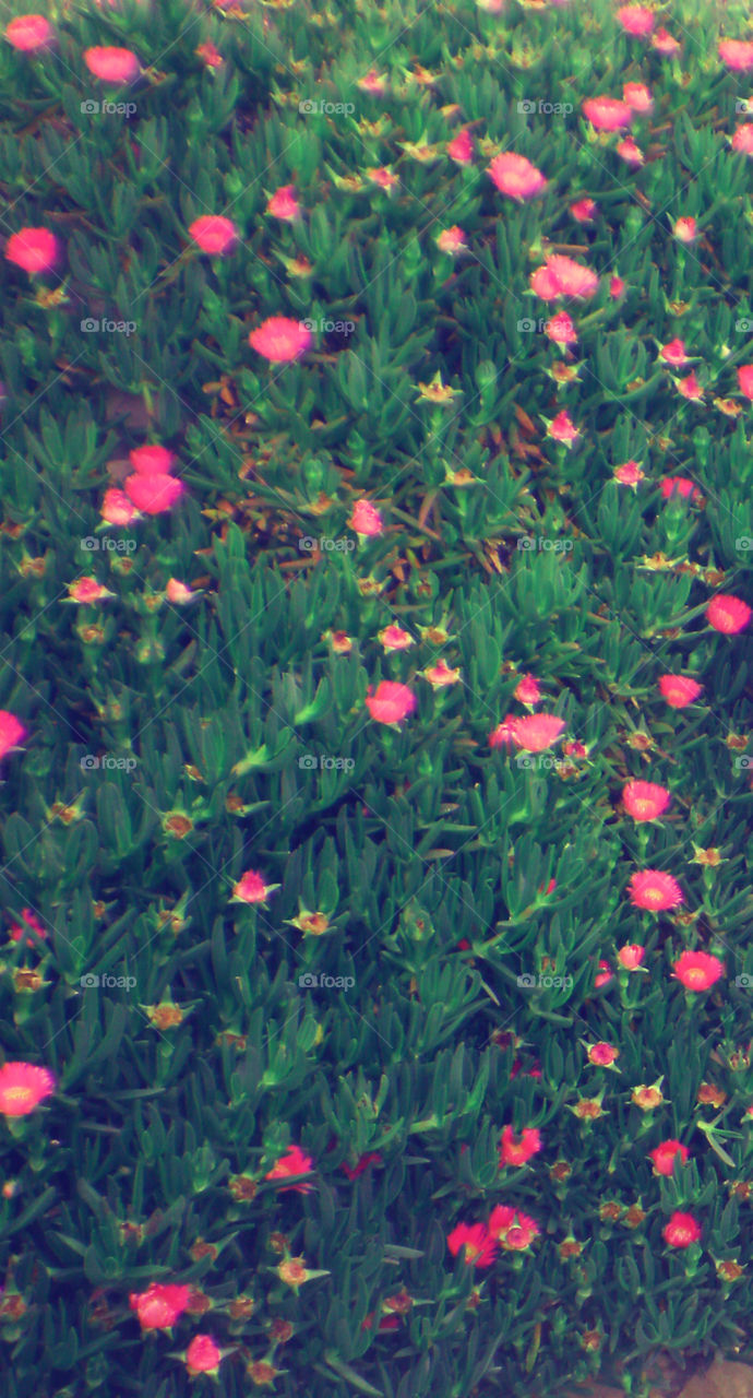 amazing pink flowers