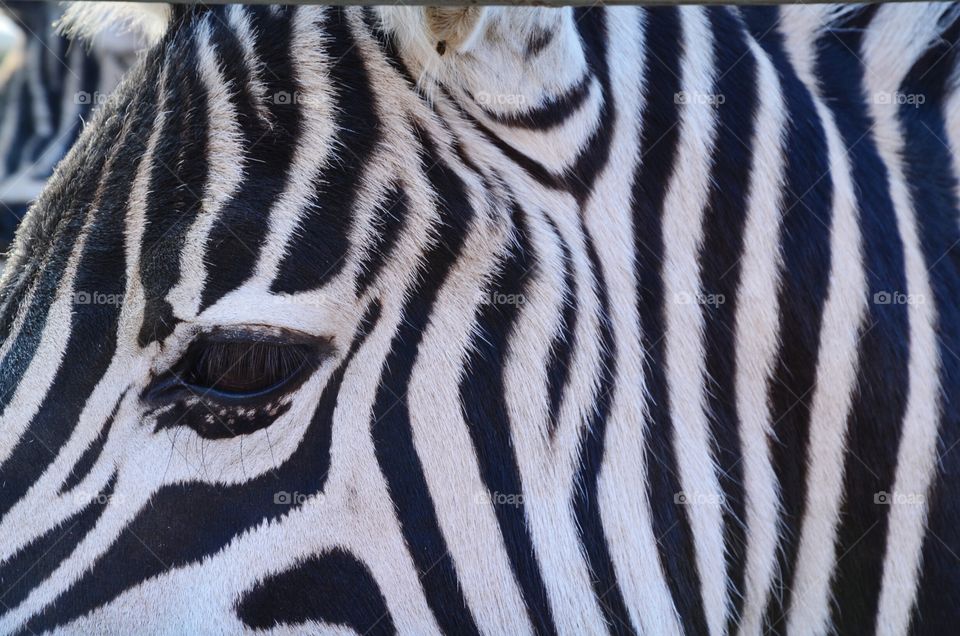 zebra