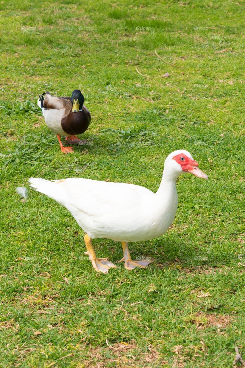 A pair of ducks, one white Muscovy duck (Cairina moschata) and one mallard duck (Anas platyrhynchos) standing at a field of green grass