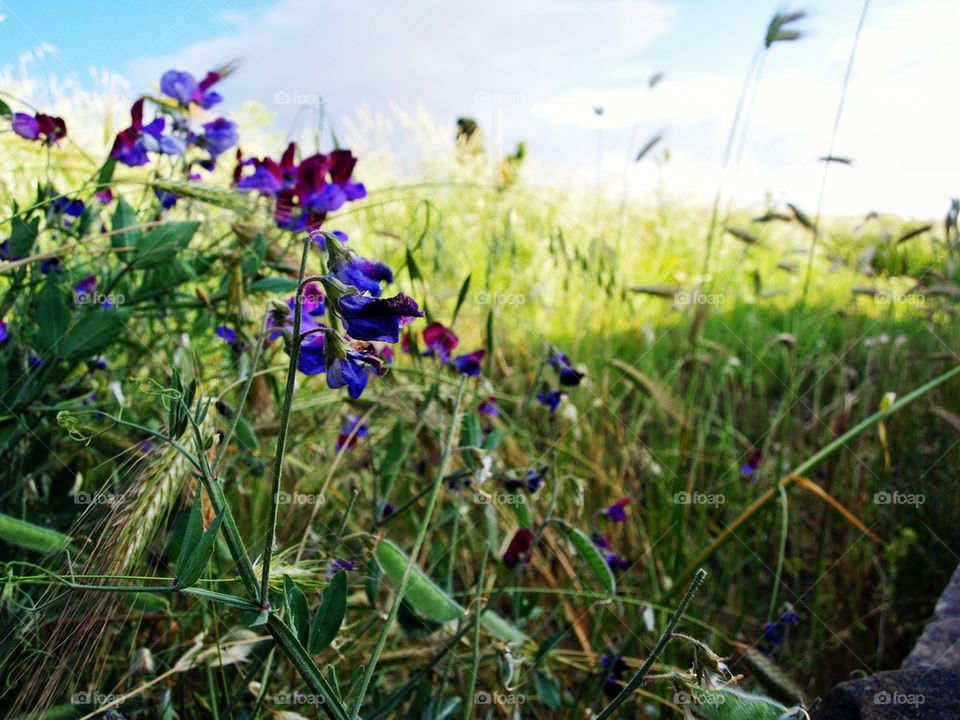 nature flower violet emotion by Alepenny