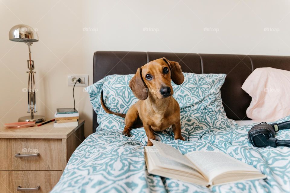 Cute brown dachshund dog, in bed, waiting for the morning walk.