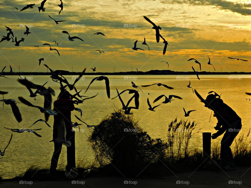 Wild Animals of The United States Foap Missions - Where there’s food there are seagulls, as pictured with this women