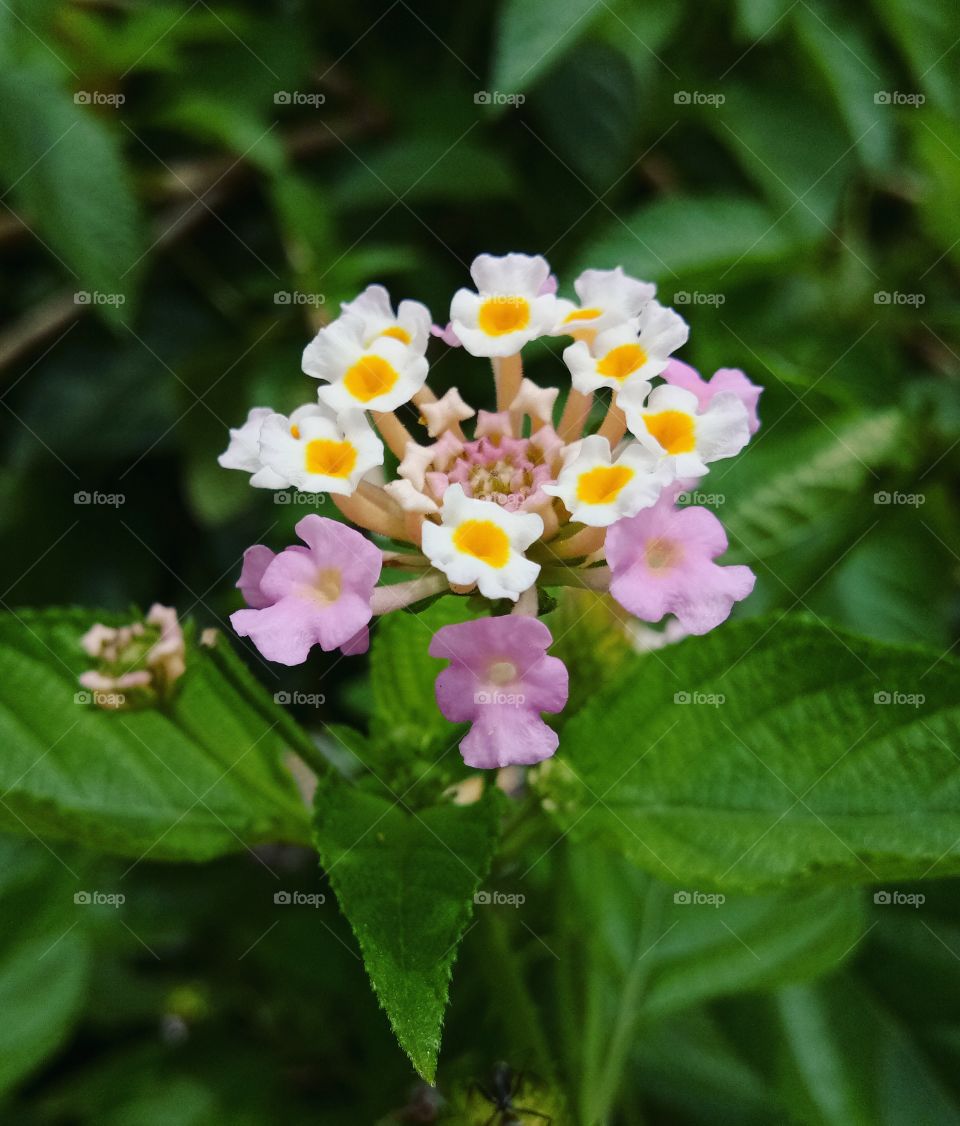 Paranamio Jungle Flower
