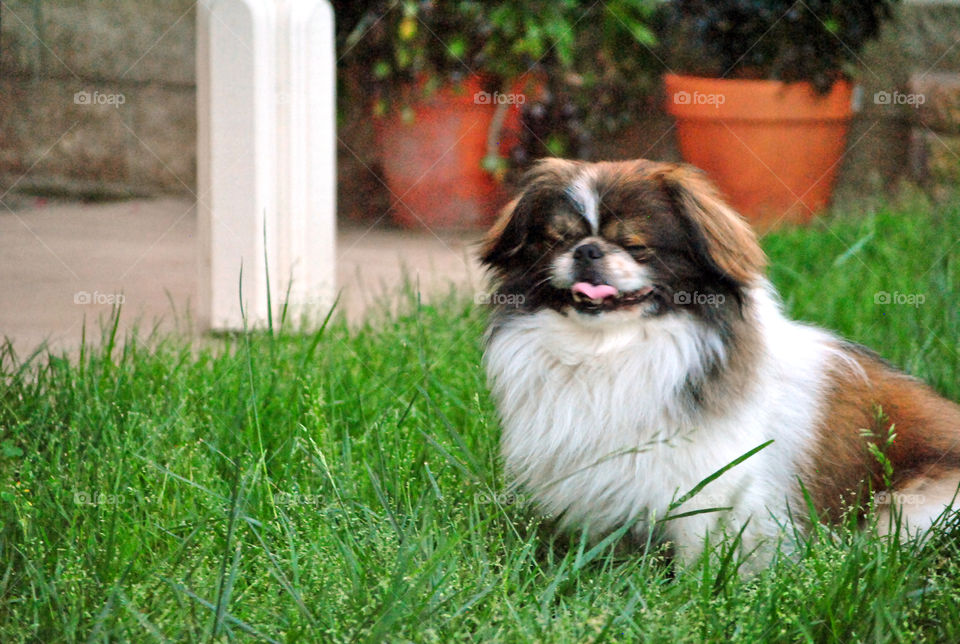 Close-up of a pekingese