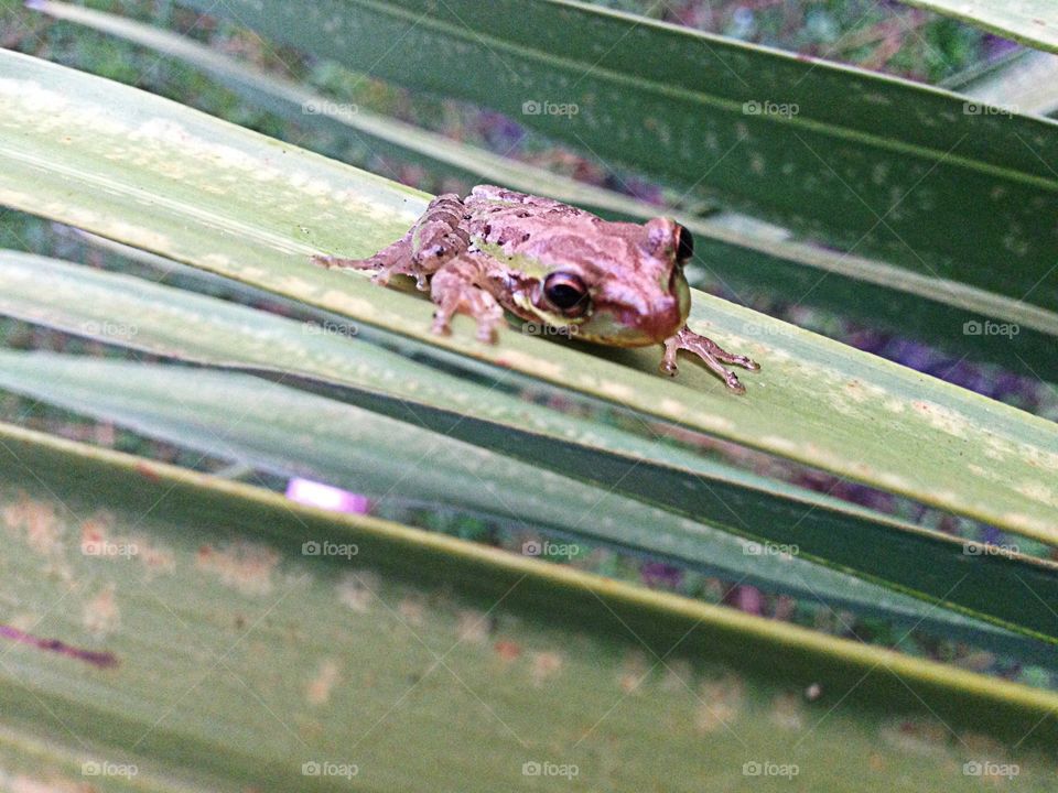 Tree frog 