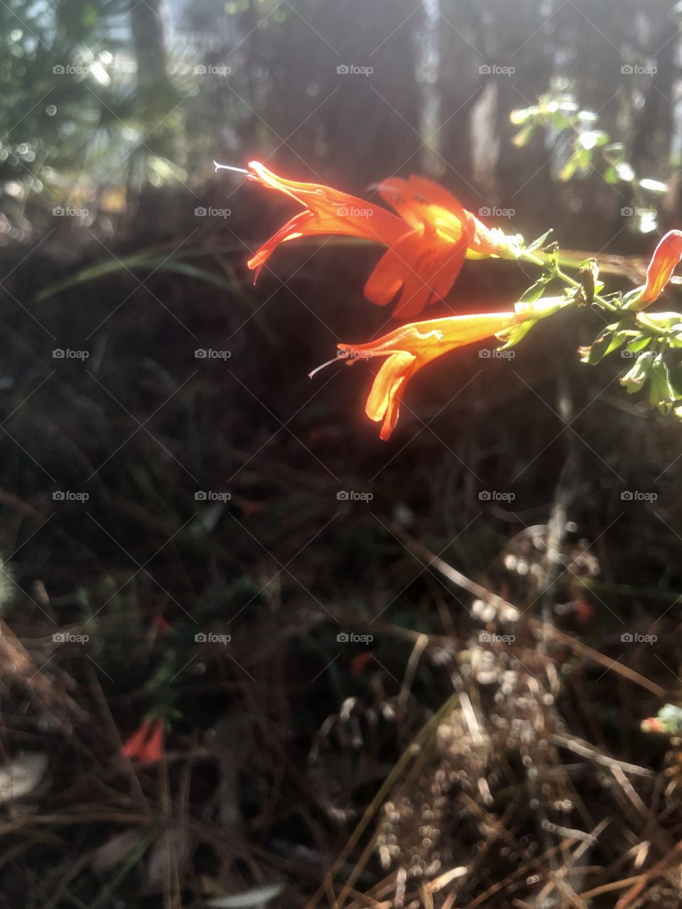 Floral vine in forest in spot of sunlight 