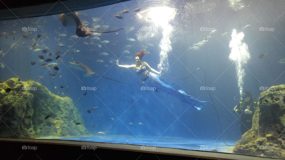 Underwater, Water, Fish, Aquarium, Swimming