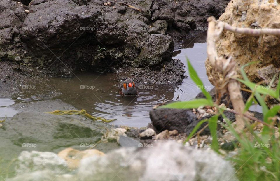 Leave me alone. The bird's timor zebra finch for interest with the water's mud at side of roadway. The oranje bill and pair of oranje cheek be the main character species of this bird and category to the male is.