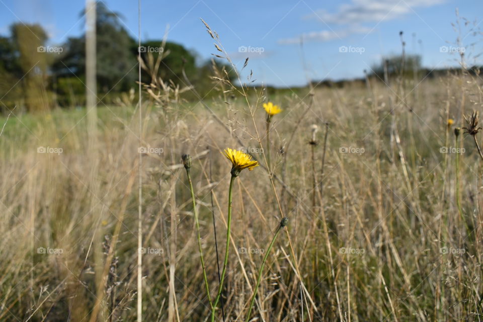 Flowers in the fields