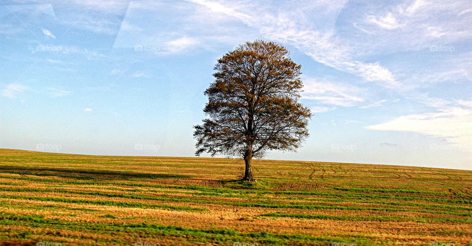 Single tree on the grassy land