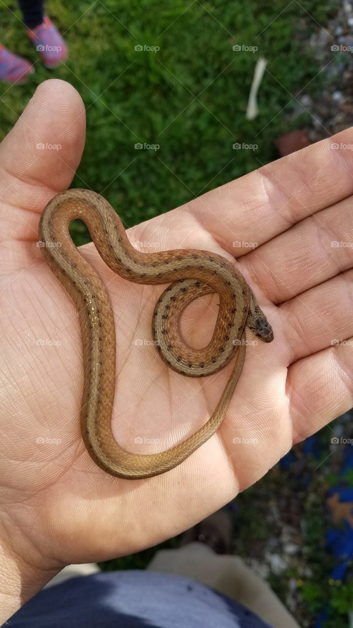 Snake Baby