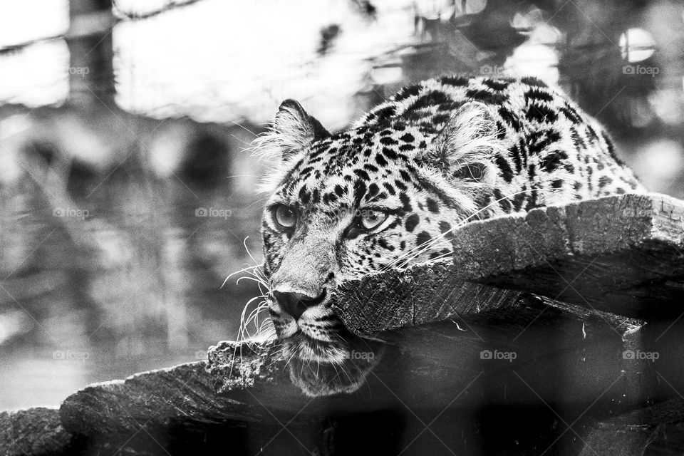 a black and white portrait of a leopard lying on a wooden platform looking around to spot some prey.