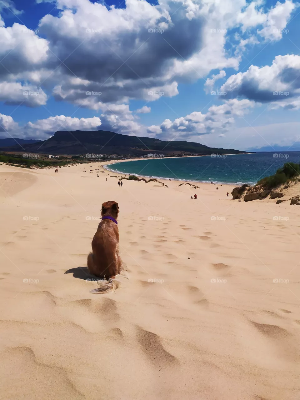 perro en la playa