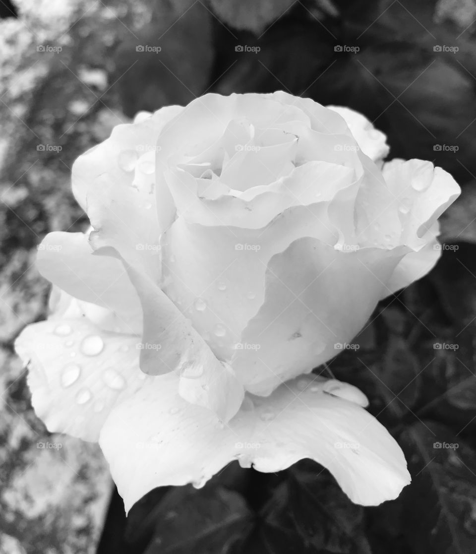 Black and white rose in my garden 