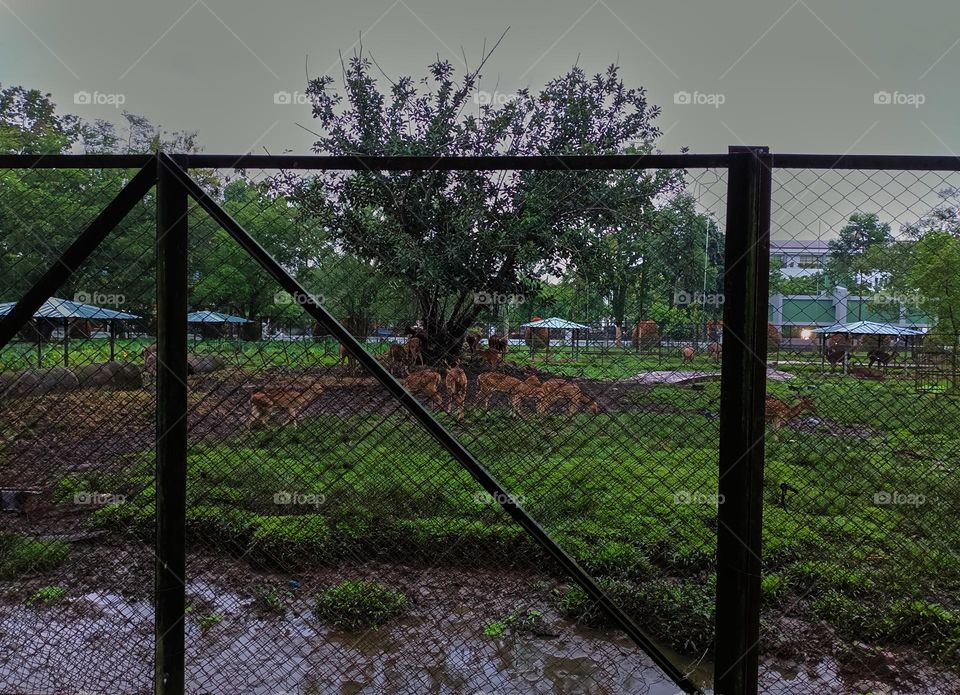 Metal black fence in the park. Deer enclosure