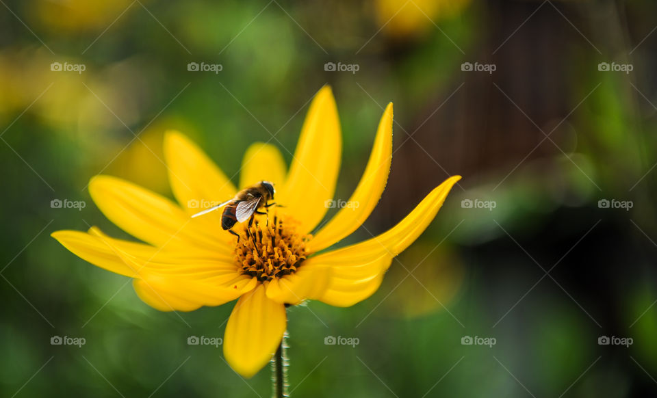 Bee on a flower 