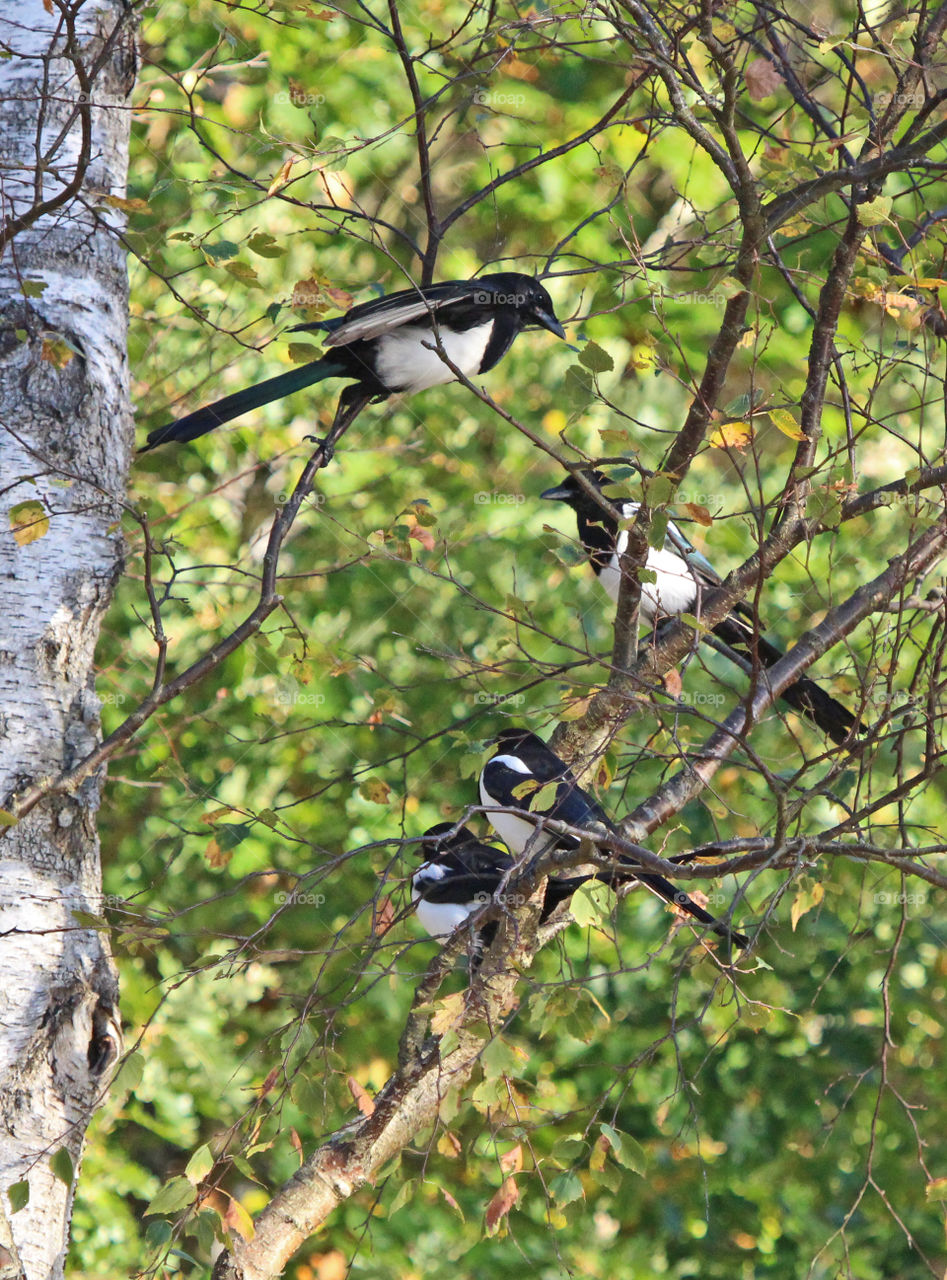 Magpie birds perching on a tree branch