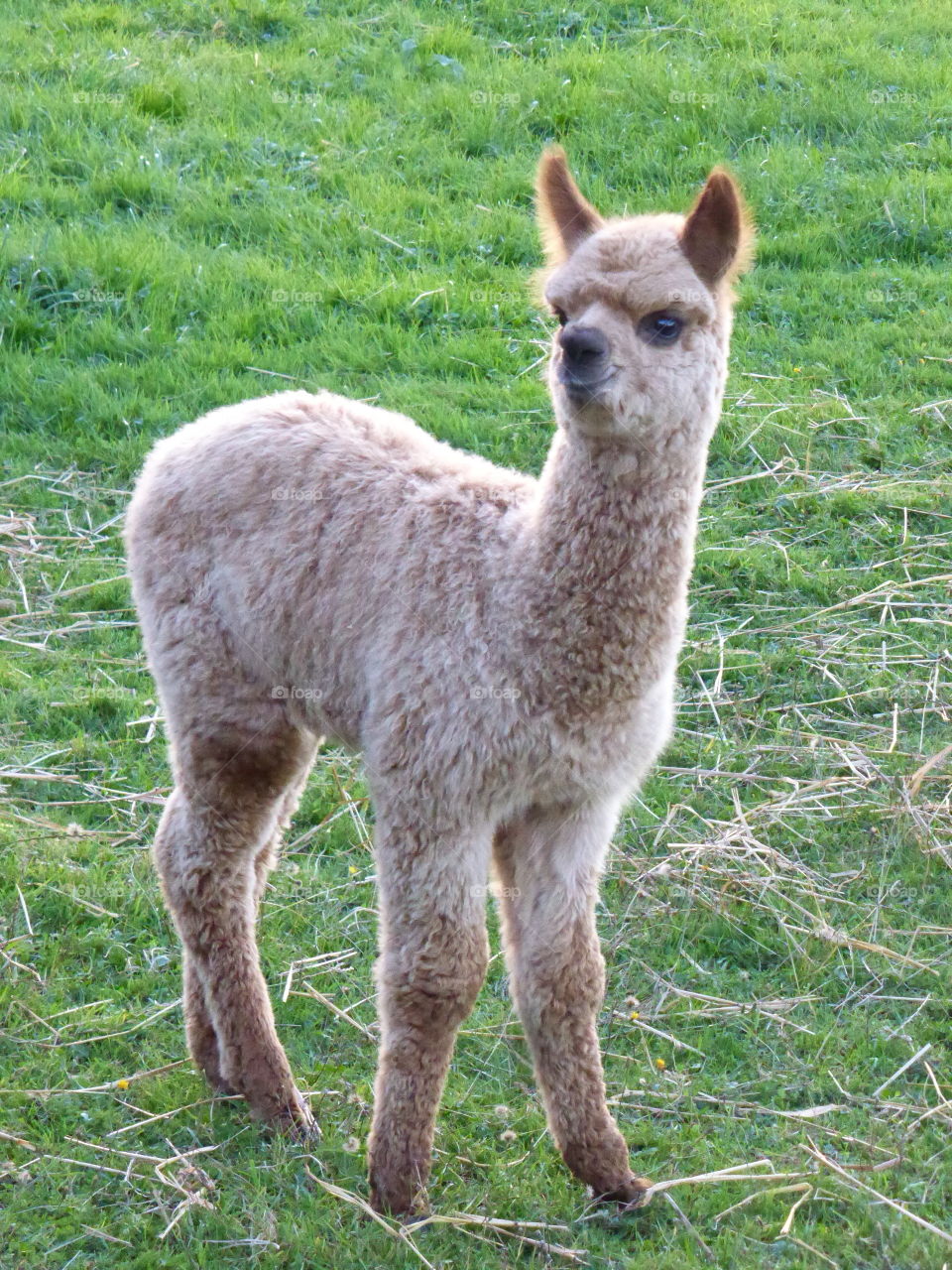 Cute alpaca on grass