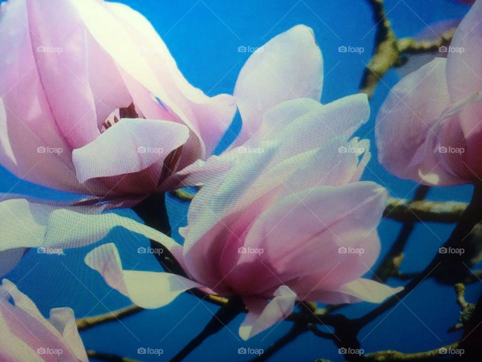 The magnolia flower 