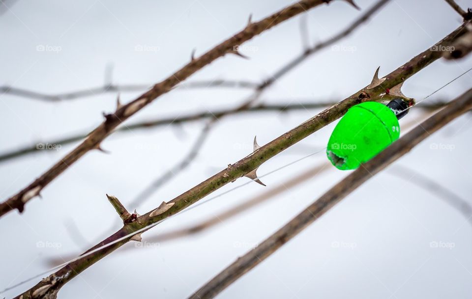 Bobber in thorns