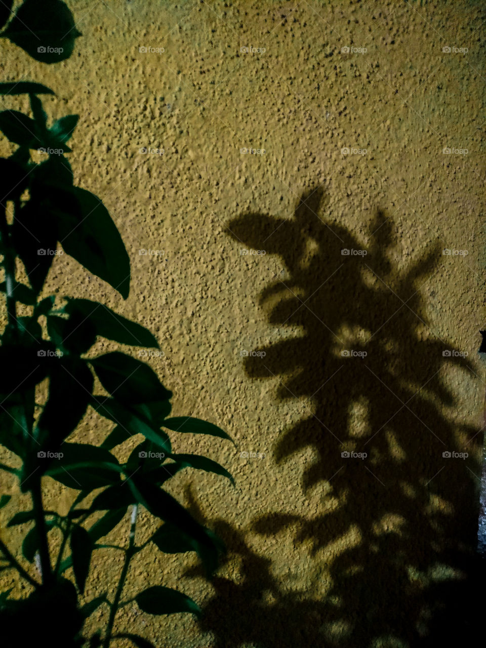 Face the sun and shadows will fall behind you❤️🍀.