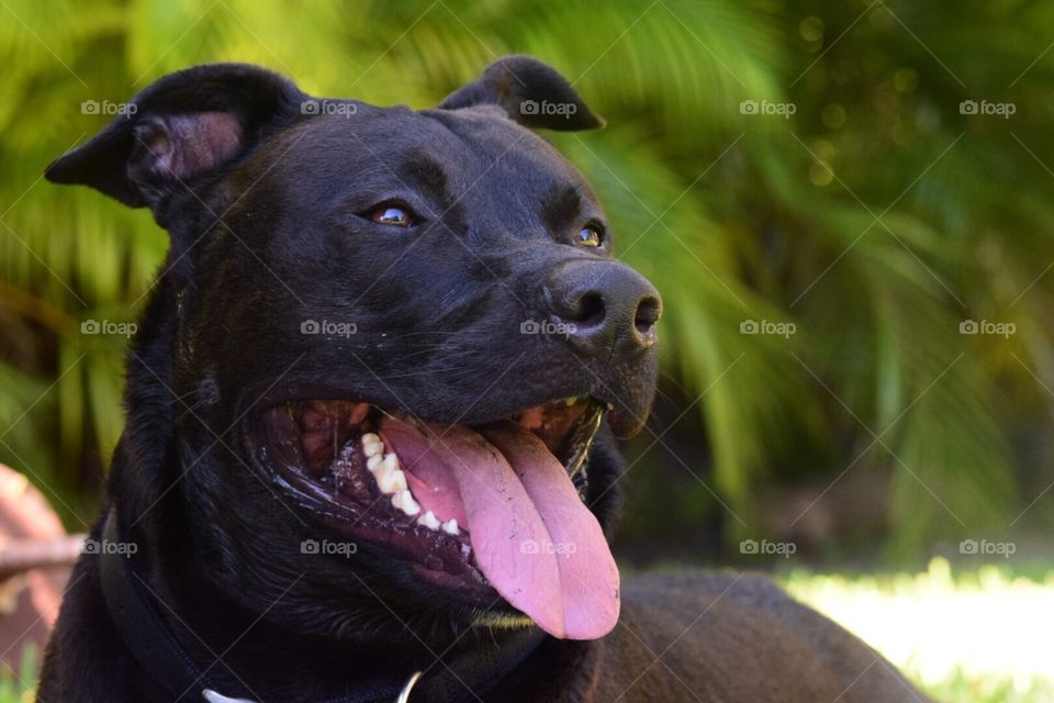 Black American Staffordshire Terrier Mix
