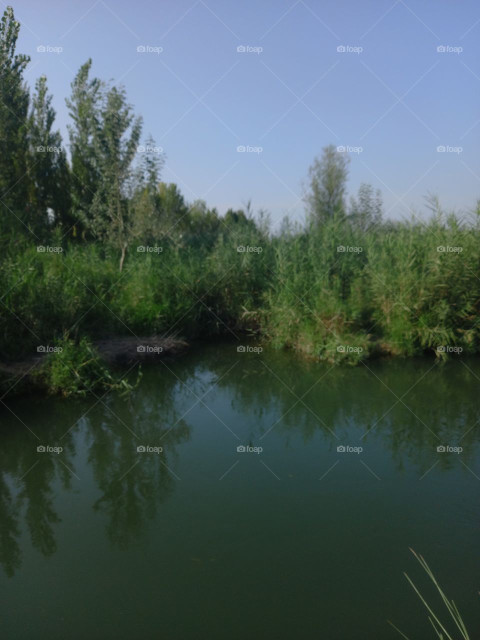 a trip to the lake in the woods,