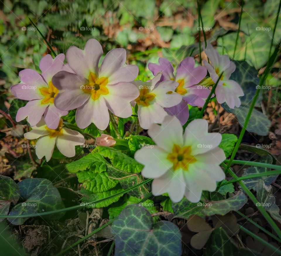 Spring flowers