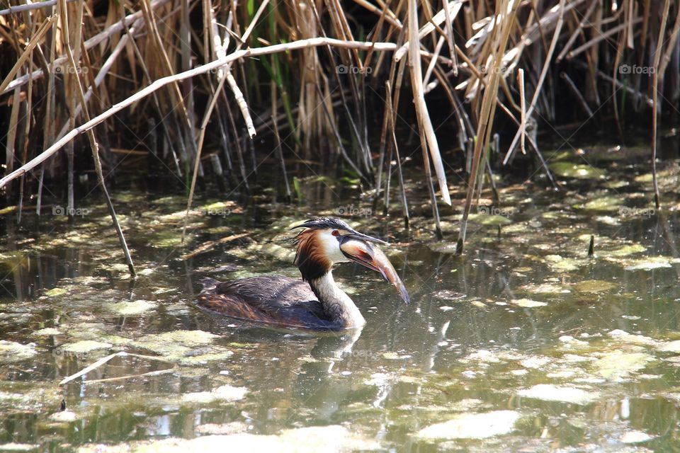 great crested grebe eat fish