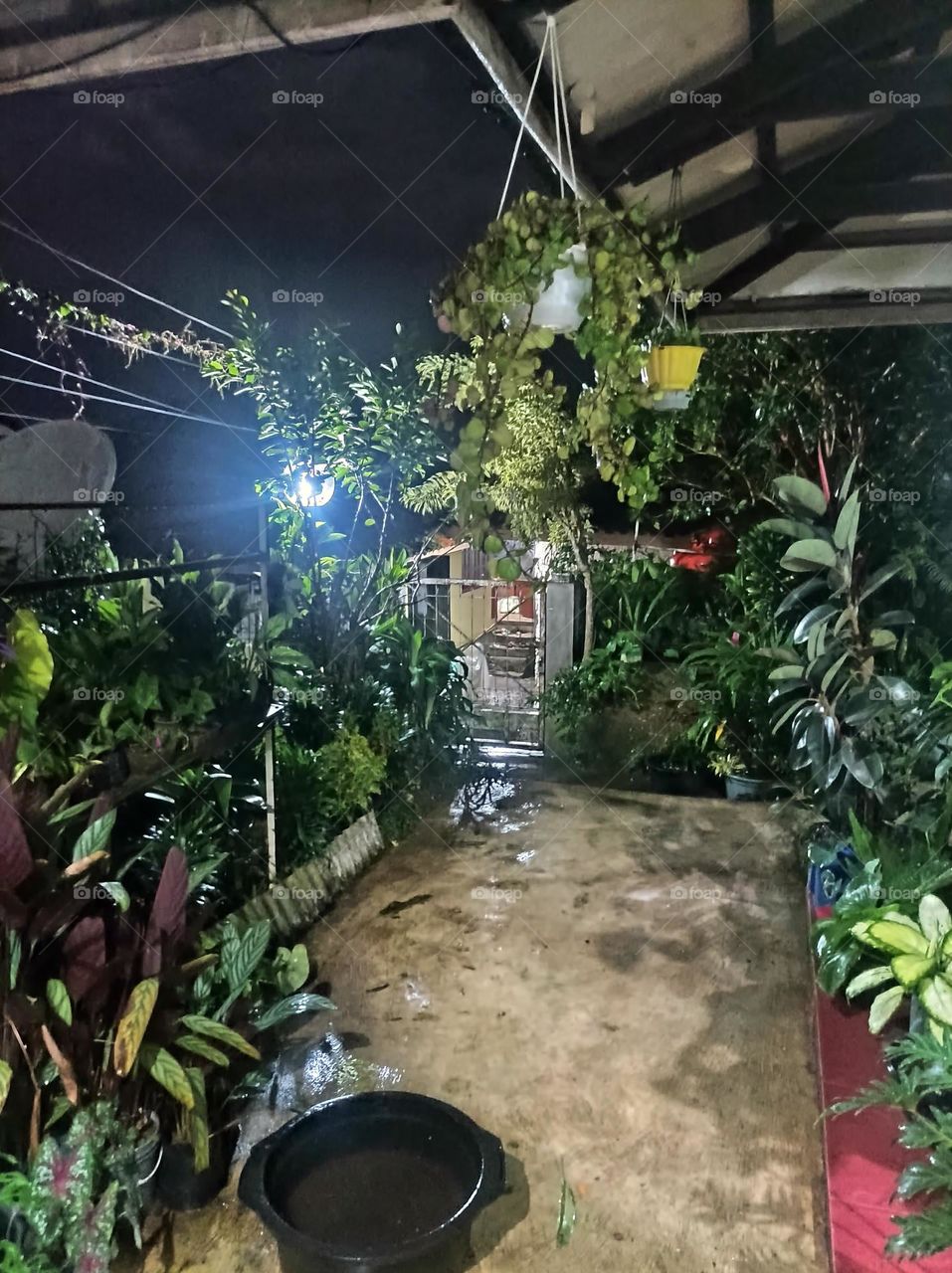 quiet atmosphere in the yard.  in a village full of ornamental plants