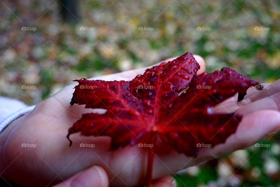 Autumn#leaves#season#colors#nature