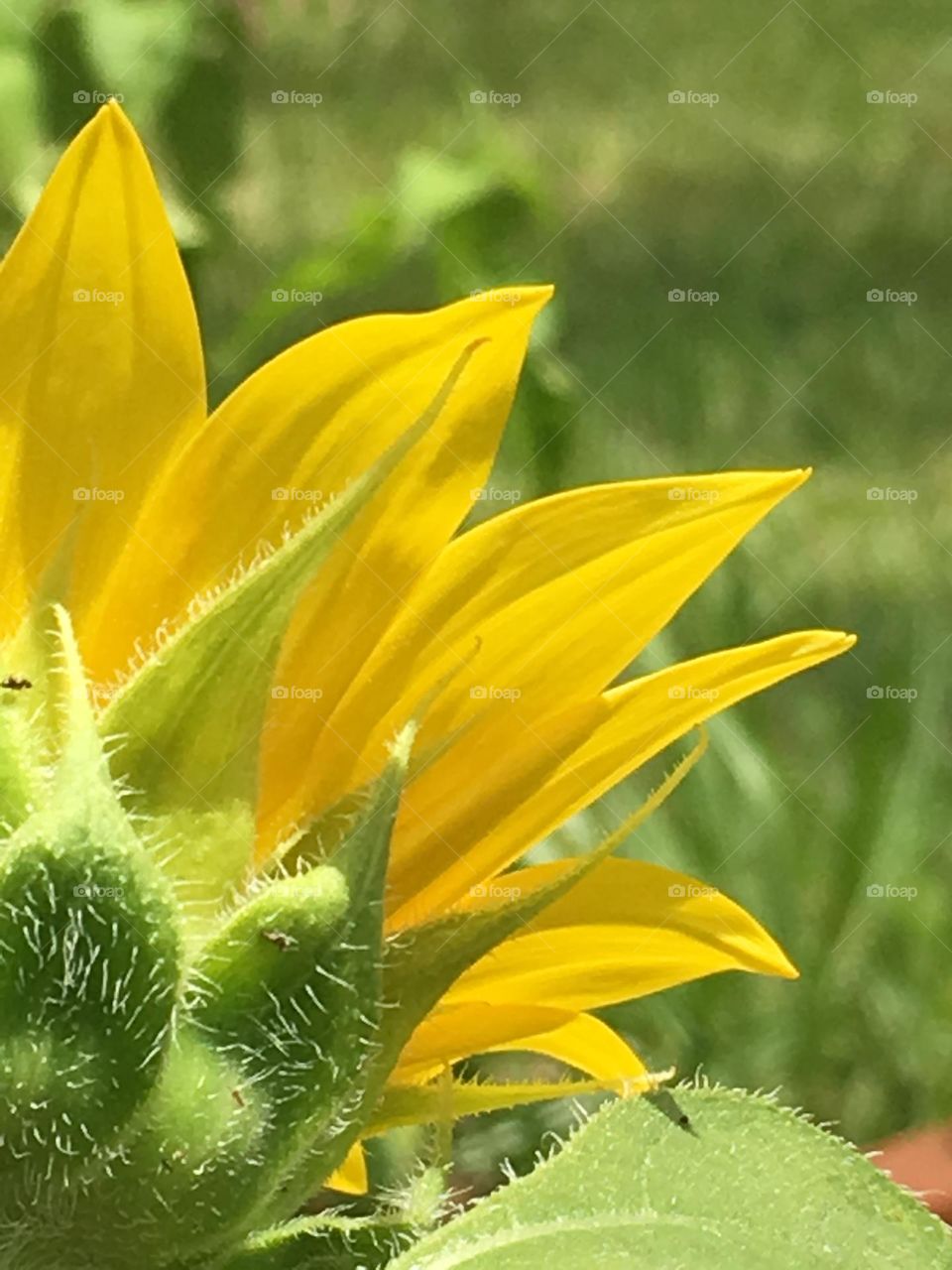 Lovely Petals