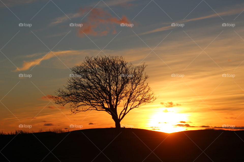 Silhouette of tree against dramatic sky at sunset