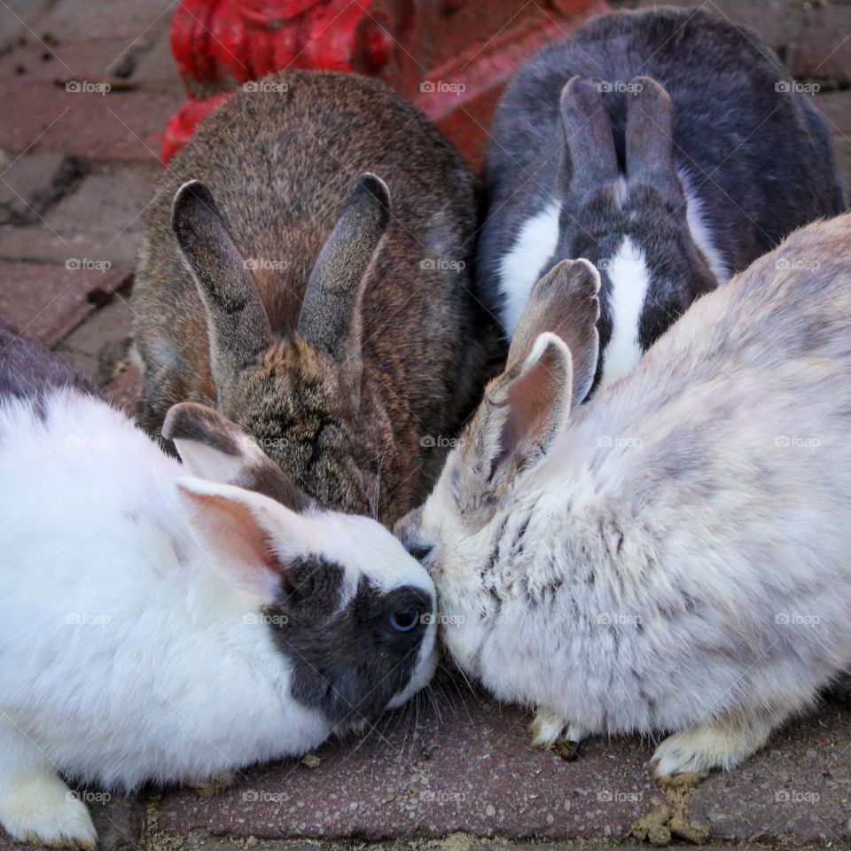 Four bunny's in a bundle