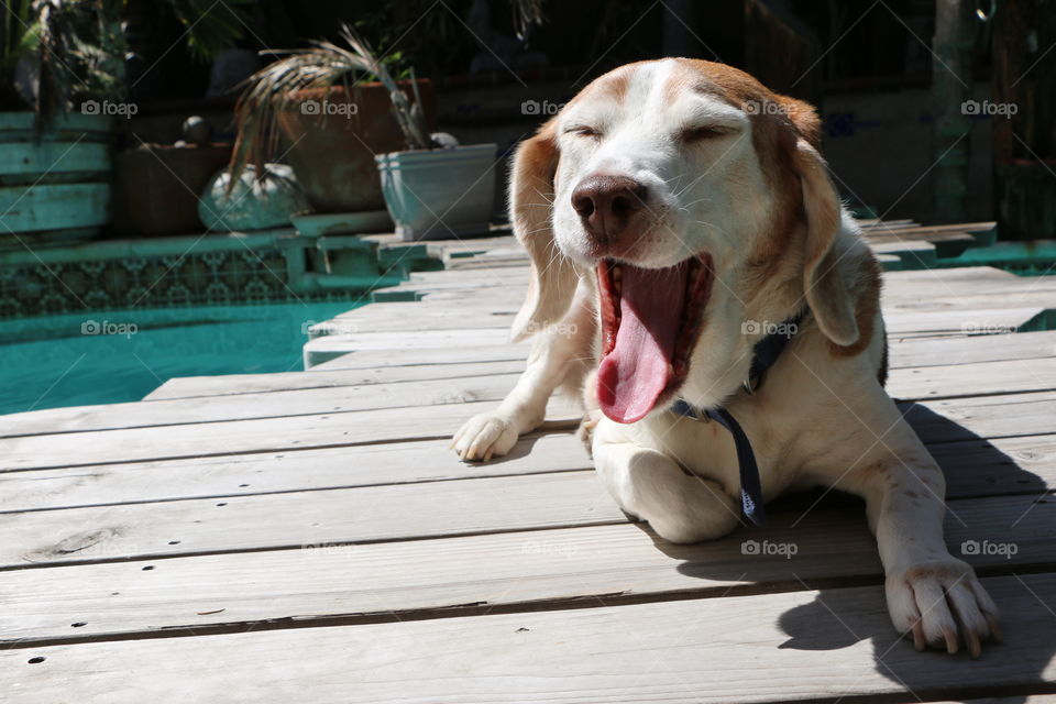 Relaxed beagle yawns big on a sunny afternoon. 