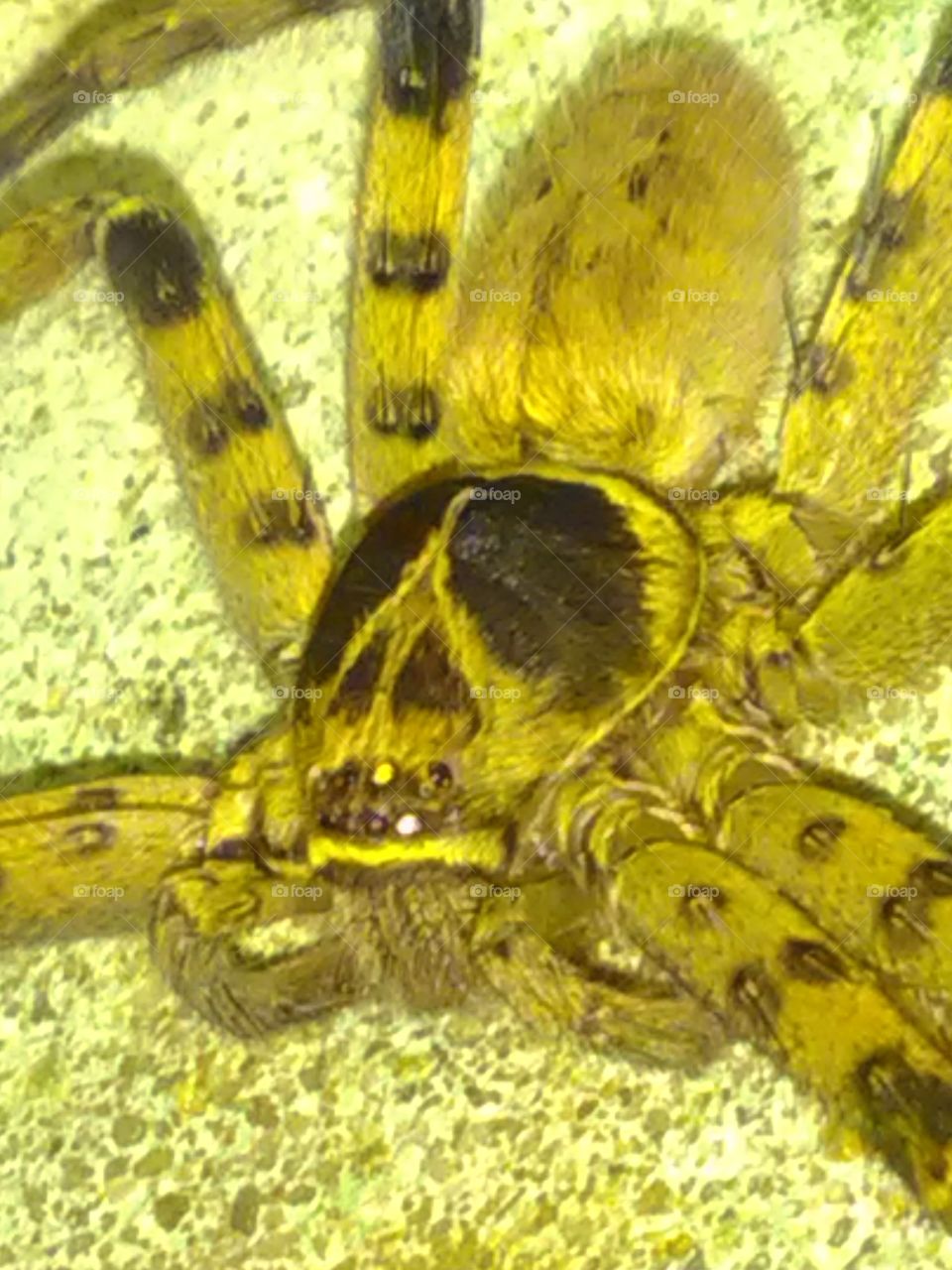 this is a very beautiful but dangerous bigger spider .and lovely name hell.