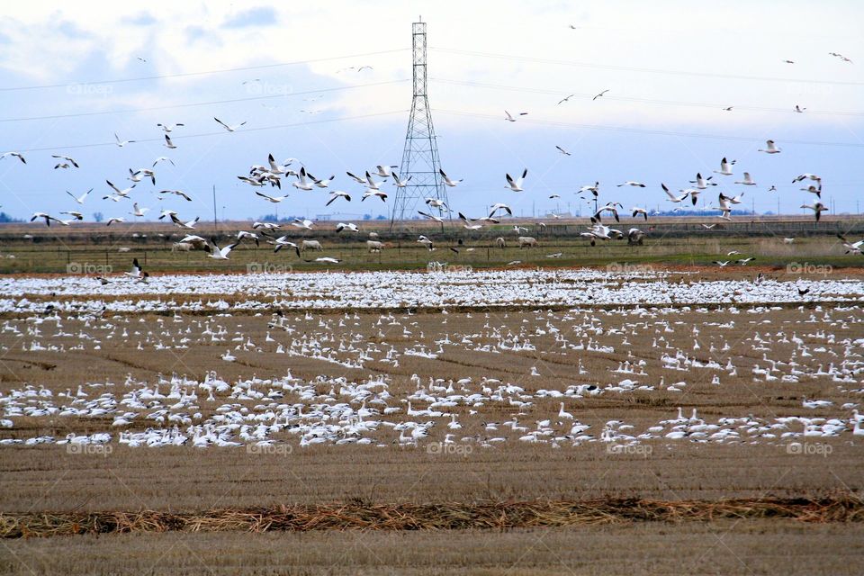 Flocking Snow Geese