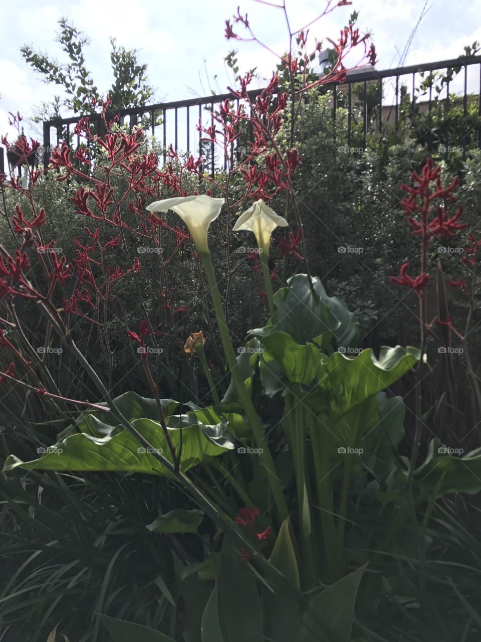 Flower, Garden, No Person, Greenhouse, Flora