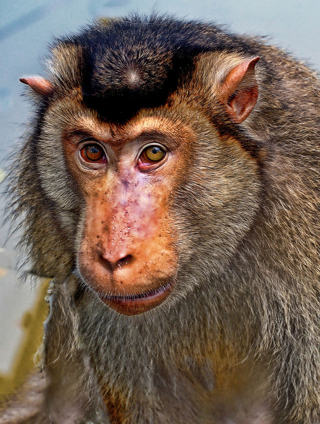 monkey close up
