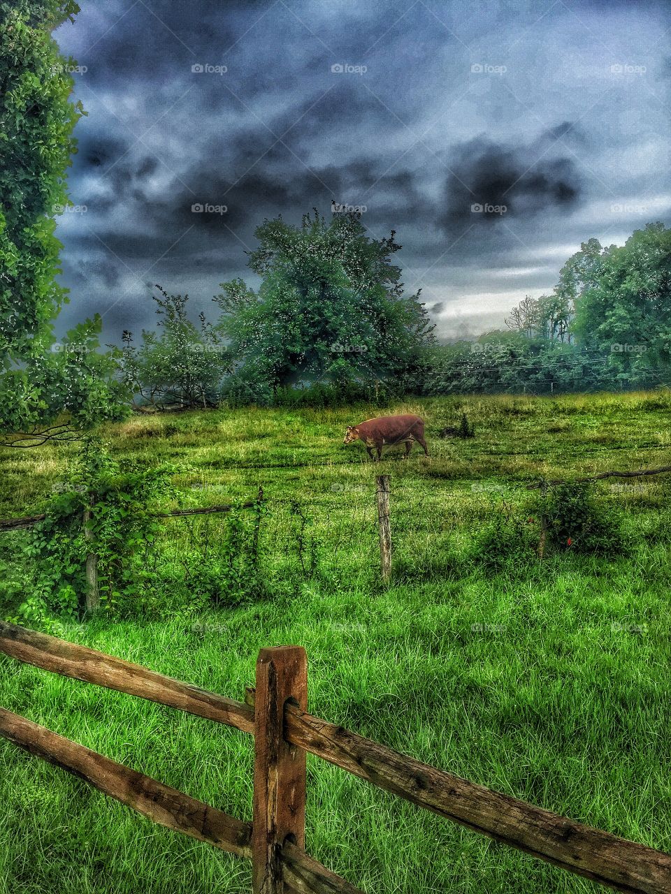 Cows out to pasture. A grazing cow