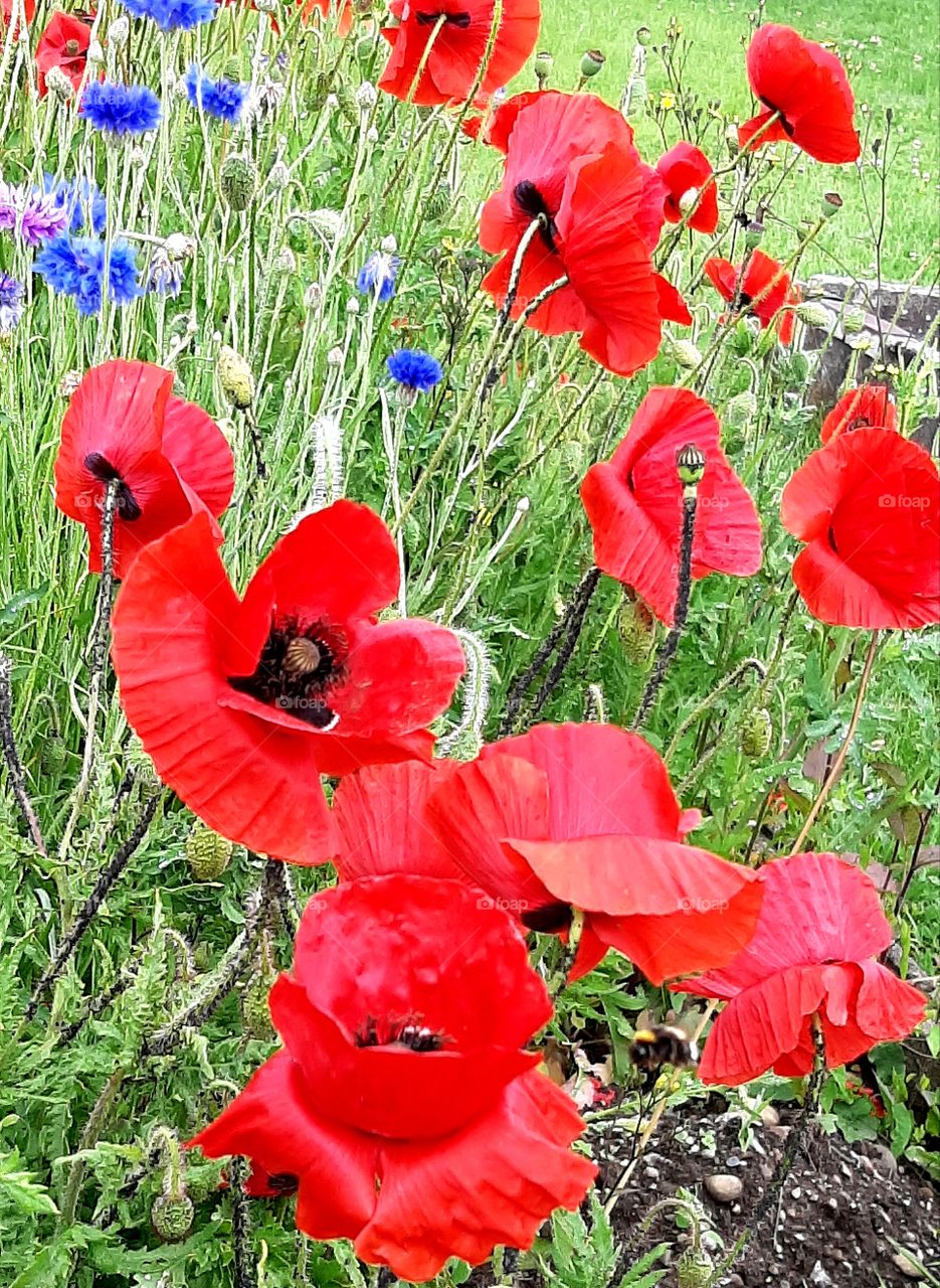Klatschmohn