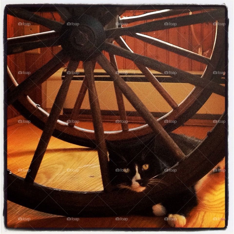 Cat Wheel