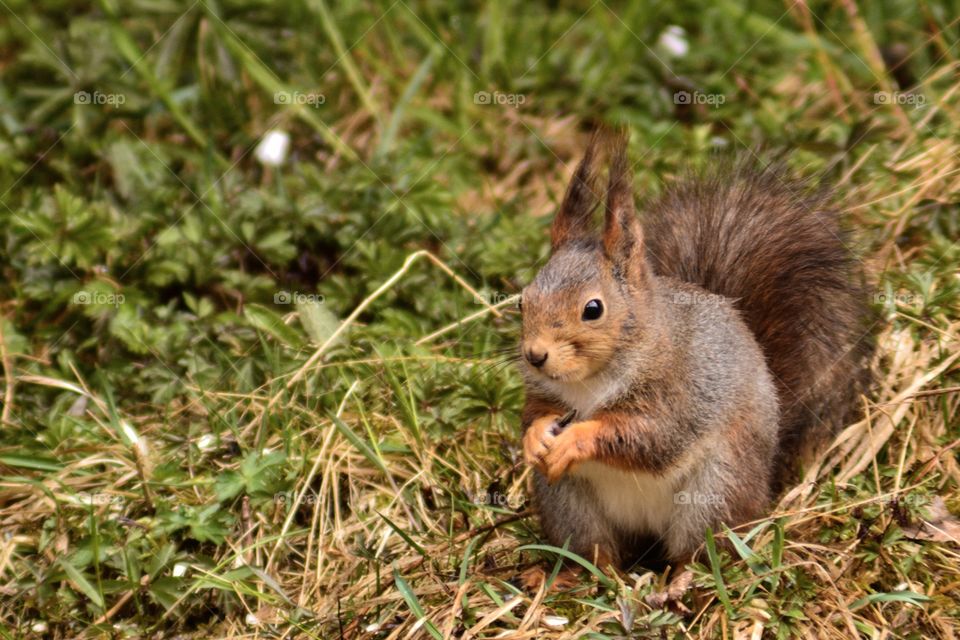 Squirrel in the fields