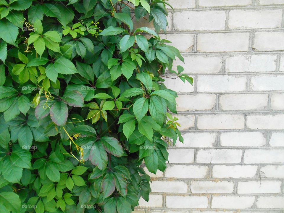 old brick wall with green leaves beautiful texture background, geometric shapes rectangle