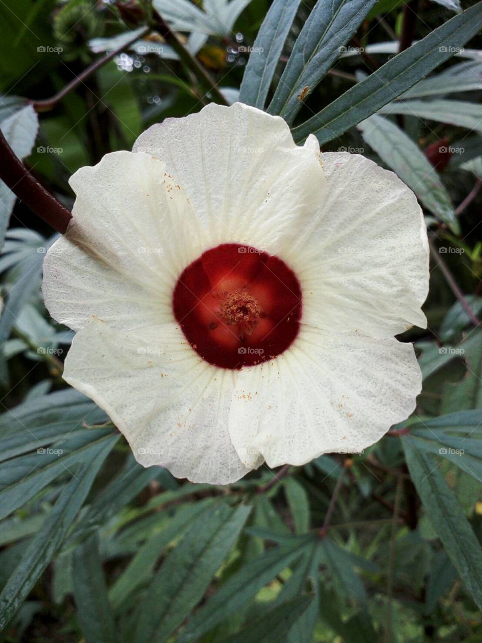 The white flower 