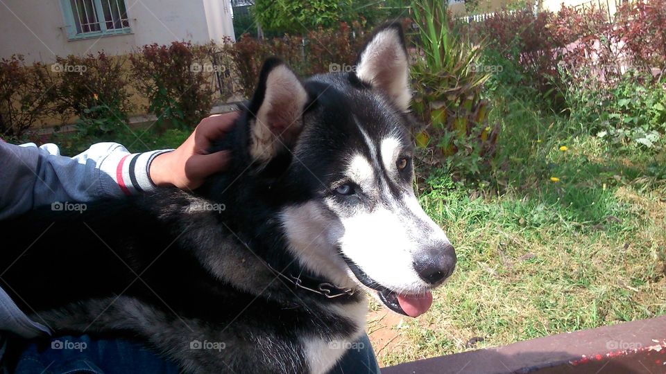 Very beautiful husky dog full of energy and love. This dog's name is Snow