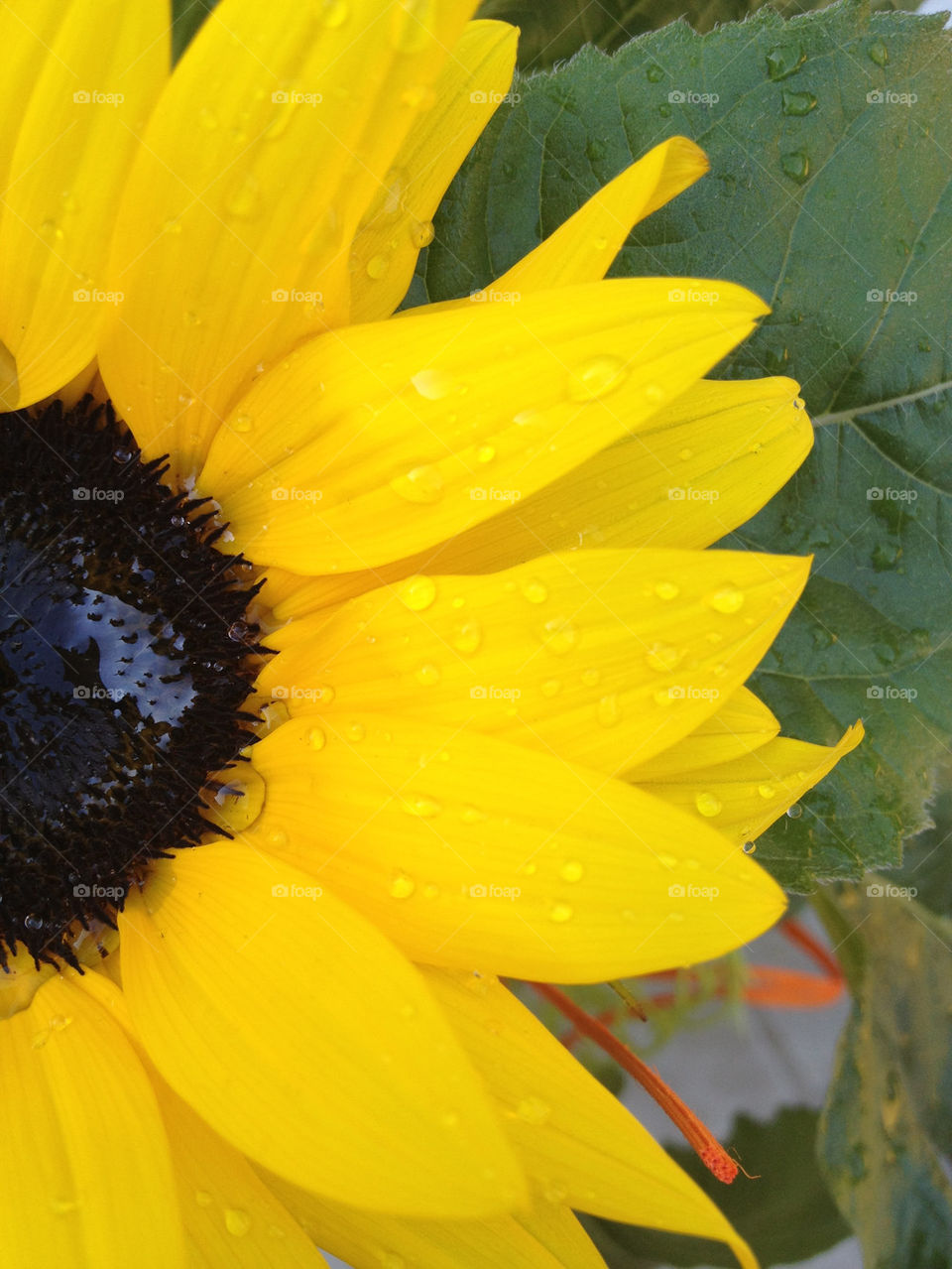 green yellow nature flower by bubu